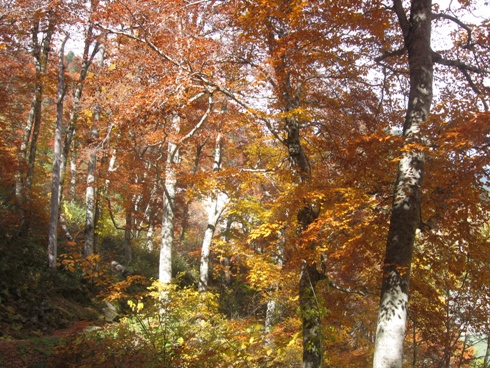 紅葉真っ盛り!_b0140235_23354841.jpg