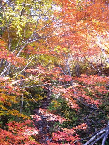 紅葉真っ盛り!_b0140235_23454081.jpg