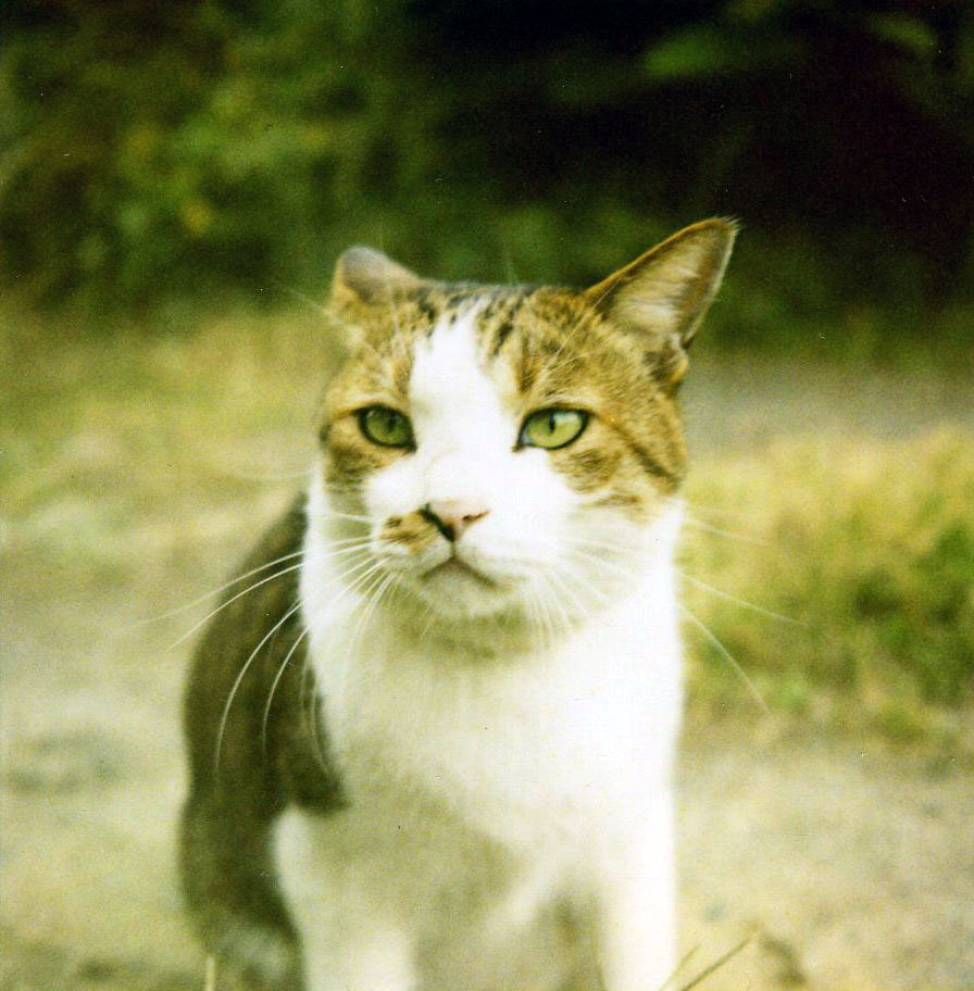 猫からの伝言 #2〜もうひとつの猫の十戒_b0060239_22234841.jpg