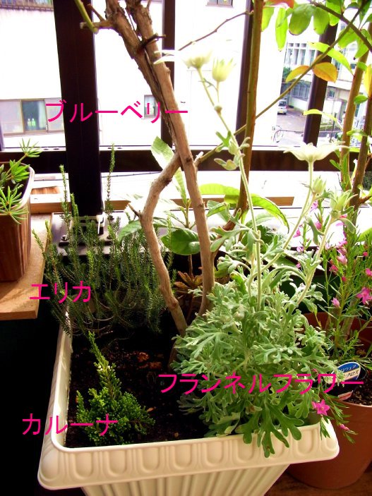 省スペース寄せ植えその１ 酸性土壌の庭 たのしい園芸