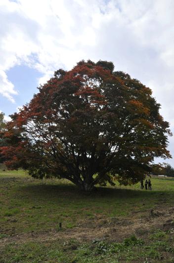 c0093046_6544312.gif