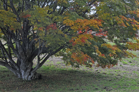 c0093046_65507.gif