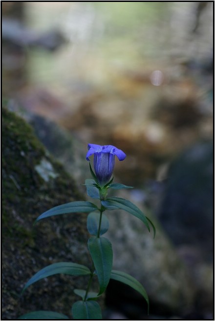 晩秋の花_e0091347_21512335.jpg