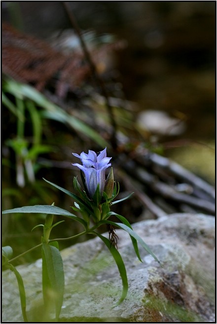 晩秋の花_e0091347_2151823.jpg