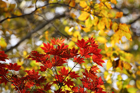 三国岳周辺の黄葉/紅葉始まる_e0113053_23103939.jpg