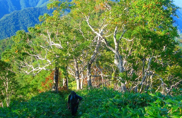 ＜2009年９月大型連休＞北海道・日高山脈の難関峰「ペテガリ岳」：（後編）_c0119160_20593696.jpg