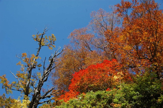 氷ノ山のブナ　紅葉_d0140867_239358.jpg