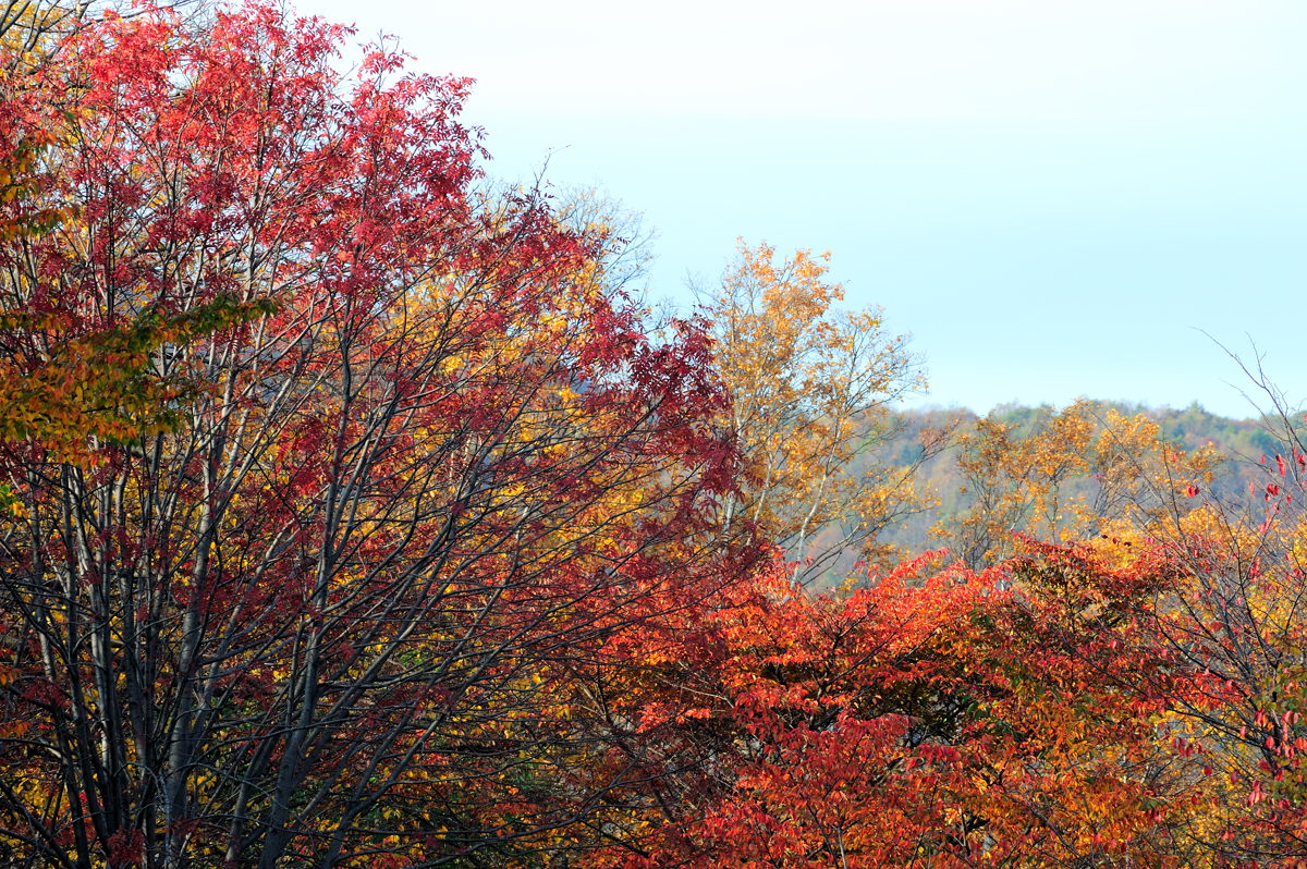 朝、紅葉、糸ひとすじ_f0075373_10281264.jpg