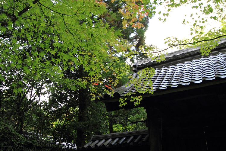 高桐院(大徳寺塔頭)_e0051888_102627.jpg