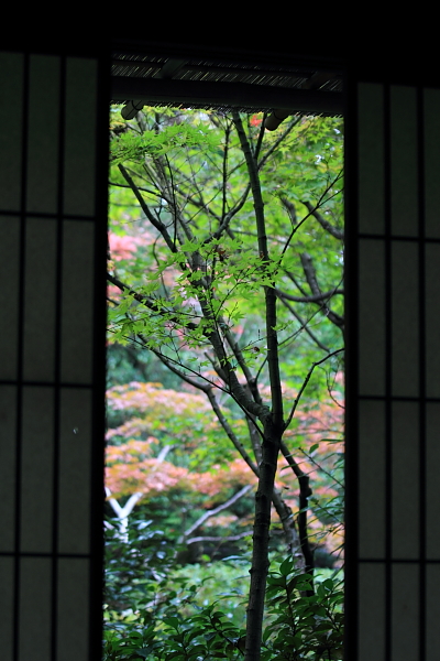 高桐院(大徳寺塔頭)_e0051888_13890.jpg