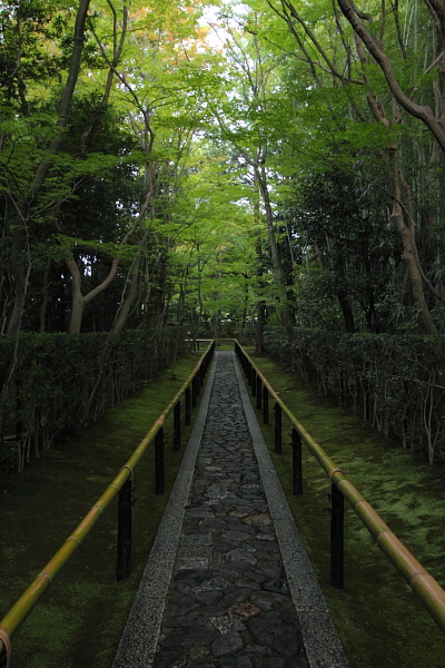 高桐院(大徳寺塔頭)_e0051888_171180.jpg