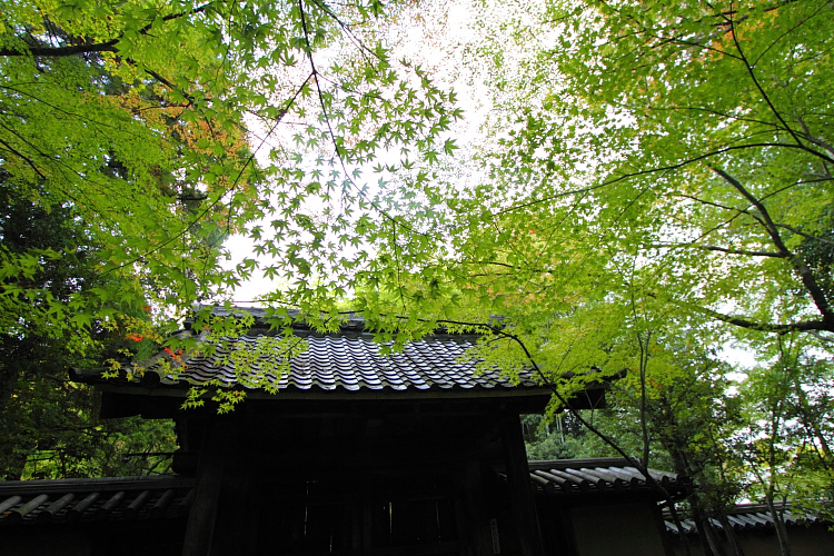 高桐院(大徳寺塔頭)_e0051888_1832.jpg