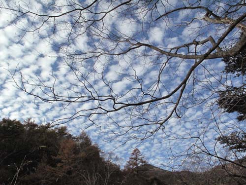 うろこ雲と秋の空_e0120896_633424.jpg