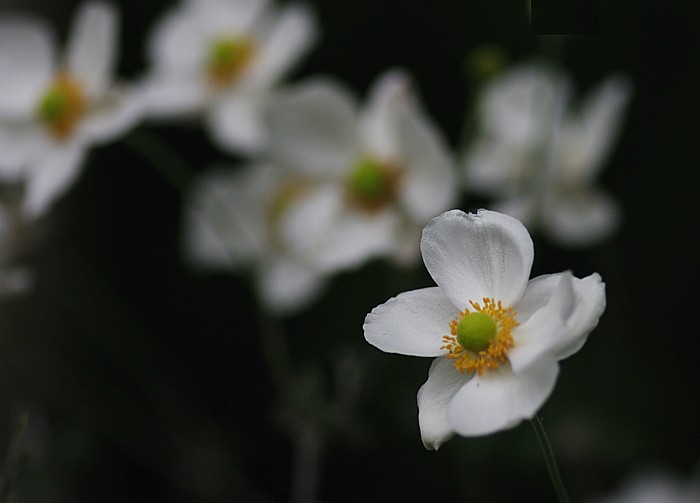 放擲亭　花日記４：秋の花_c0165301_15492988.jpg