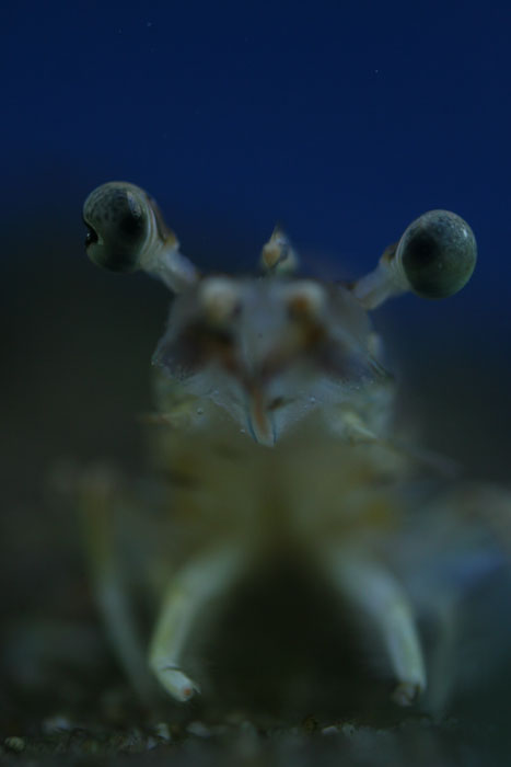 エビでタイを釣った!_a0012103_6503880.jpg