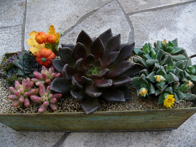 a0123003_1065739.jpg