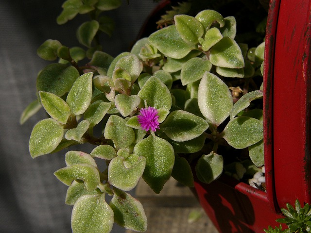 a0123003_9534869.jpg