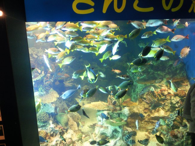 北陸旅行の思い出 越前松島水族館3_d0077106_7141496.jpg