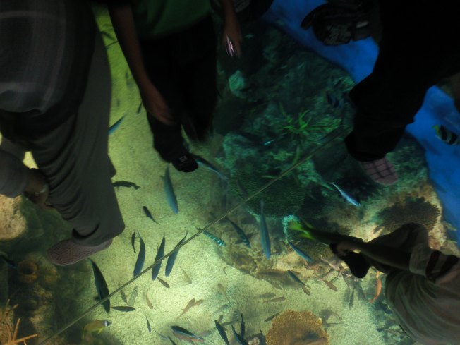 北陸旅行の思い出 越前松島水族館3_d0077106_714456.jpg