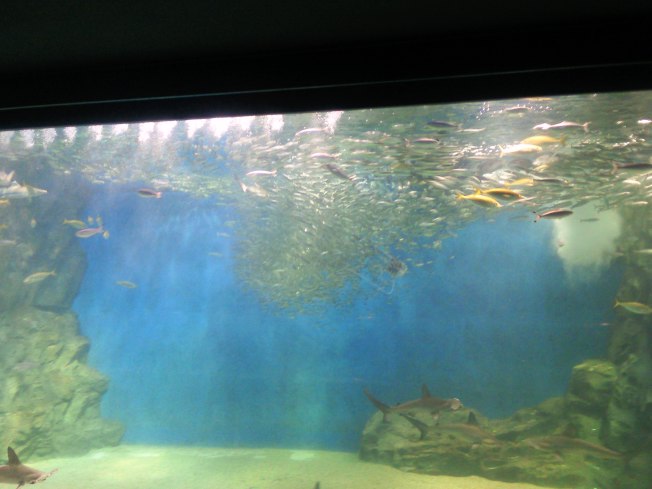 北陸旅行の思い出 越前松島水族館3_d0077106_7151237.jpg