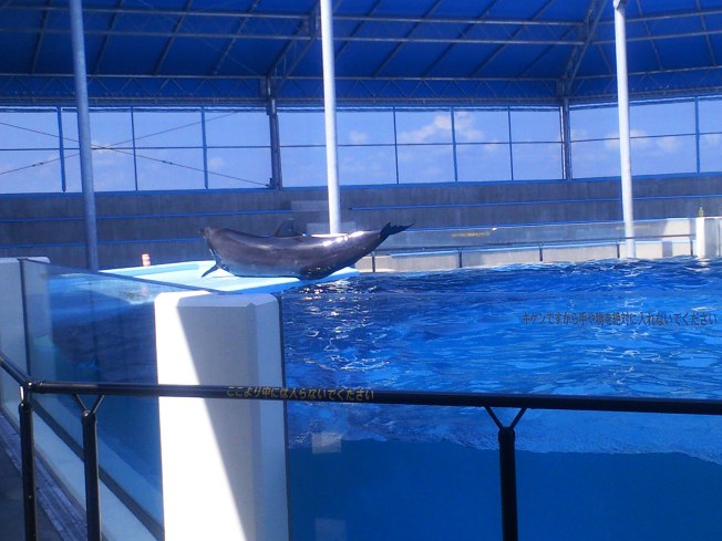 北陸旅行の思い出 越前松島水族館3_d0077106_7241819.jpg