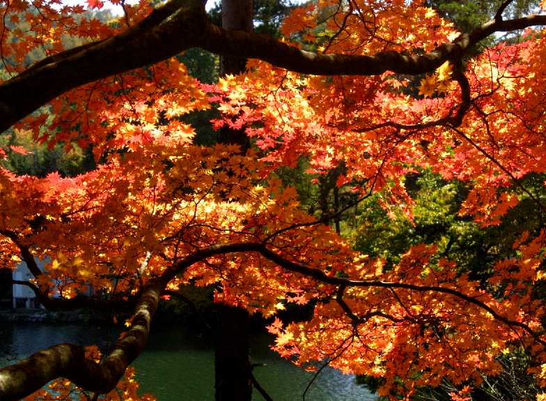 紅葉狩り　八ヶ岳　松原湖　　　１０．２３_d0140806_923288.jpg