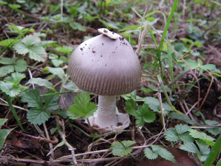 ピカピカキノコ_b0049307_2163221.jpg