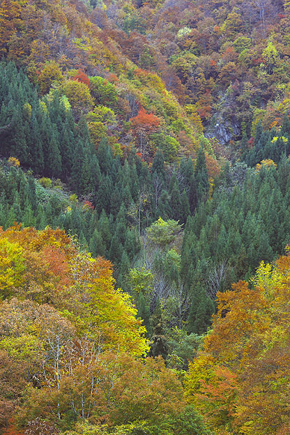 照葉峡の紅葉_b0010915_2271560.jpg