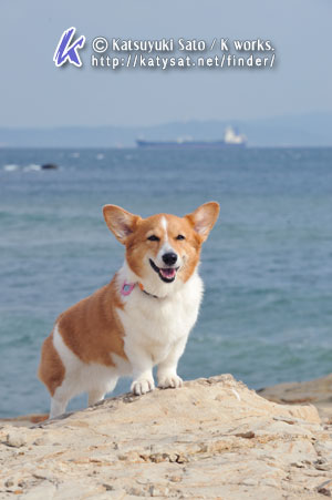 アルくんの撮影で海に_d0102523_14525611.jpg