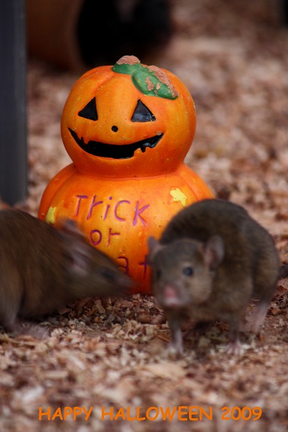 Halloween ～野毛山動物園～_d0085025_23495757.jpg