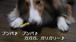 ギタリスト犬♪_e0195743_1153949.jpg