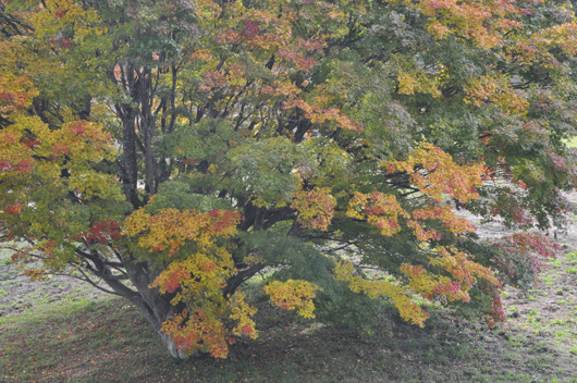 c0093046_6505935.gif