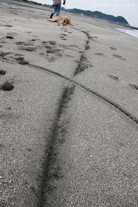 a0116048_11144.jpg