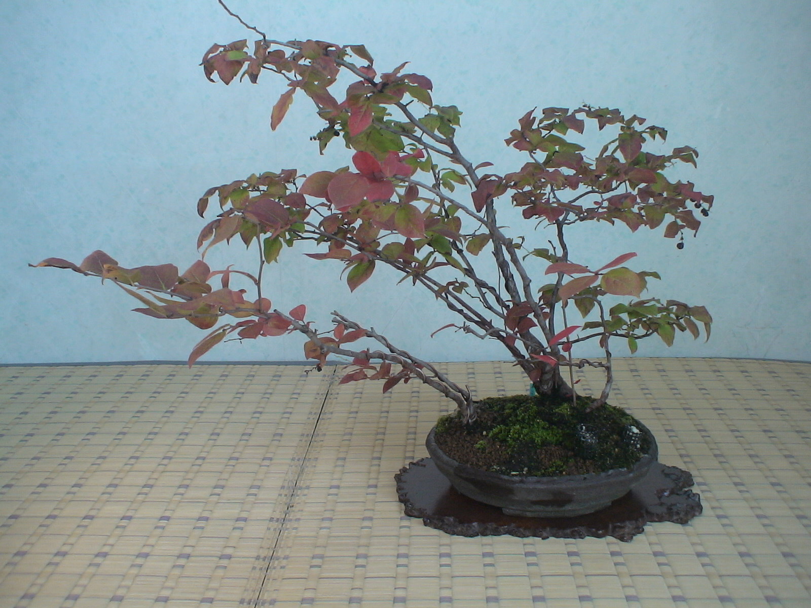 希少庭木・植木：ナツハゼ（なつはぜ）* 現品限り！ 樹高：約