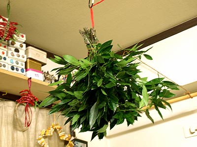 ☆緑が嬉しい月桂樹☆_c0092953_14521240.jpg