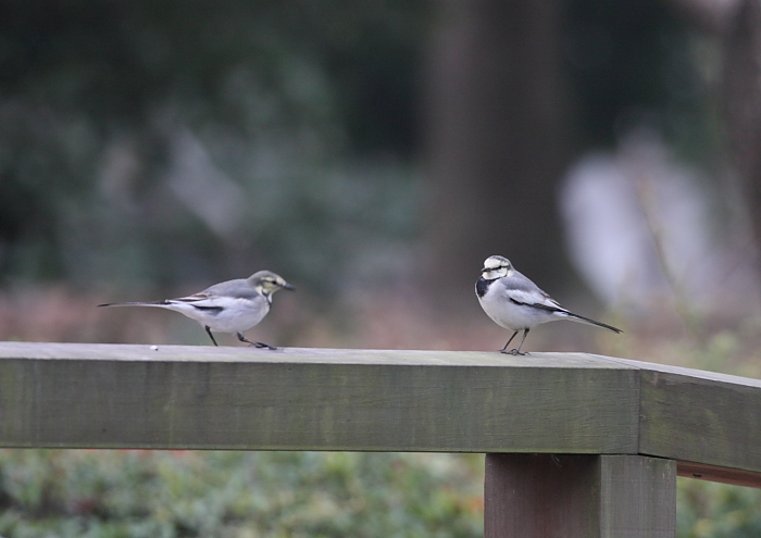 刺戟の無い公園でした_c0217255_14265630.jpg