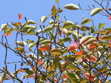 定点観測　　桜・さくら・サクラ_f0082855_21531828.jpg