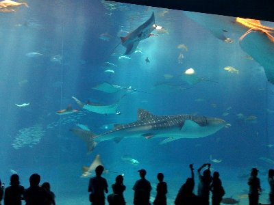 10/24(土)ちゅら海水族館は大きいです_d0052566_158122.jpg