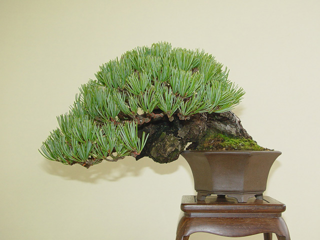 絶品！五葉松懸崖 : Bonsai-Master.com
