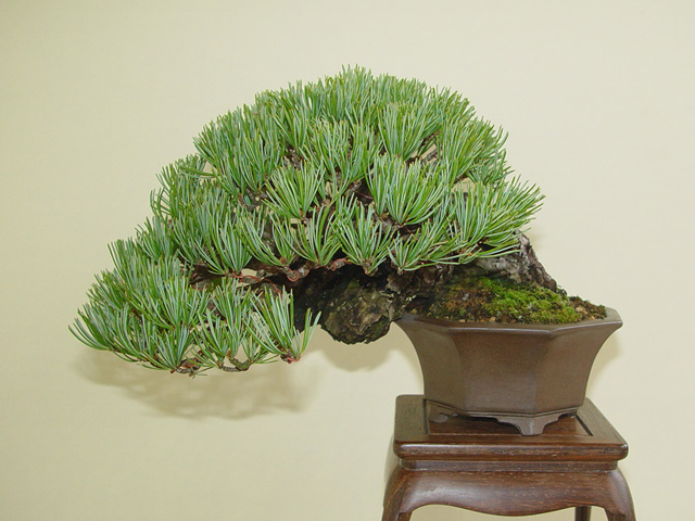 絶品!五葉松懸崖 : Bonsai-Master.com 絶品!五葉松懸崖 : Bonsai-Master.com