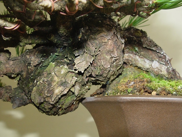 絶品!五葉松懸崖 : Bonsai-Master.com 絶品!五葉松懸崖 : Bonsai-Master.com