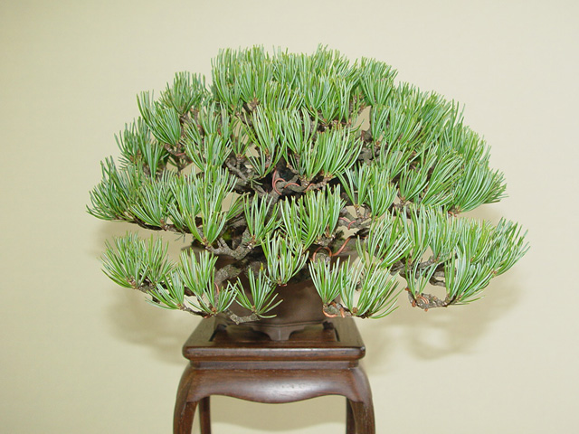 絶品!五葉松懸崖 : Bonsai-Master.com 絶品!五葉松懸崖 : Bonsai-Master.com