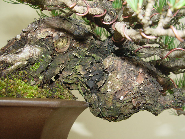 絶品!五葉松懸崖 : Bonsai-Master.com 絶品!五葉松懸崖 : Bonsai-Master.com