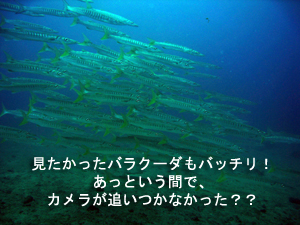 綺麗!!旬なピピ島♪_f0144385_23502435.jpg