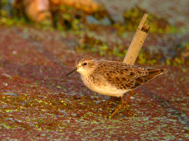c0213690_331273.jpg