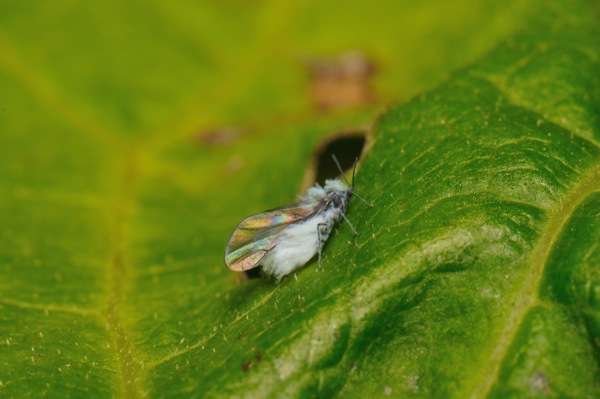 f0159390_17373063.jpg