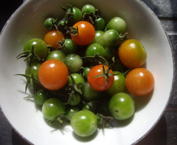 ミニトマト 最後の収穫はピクルスに♪_a0136293_13184997.jpg