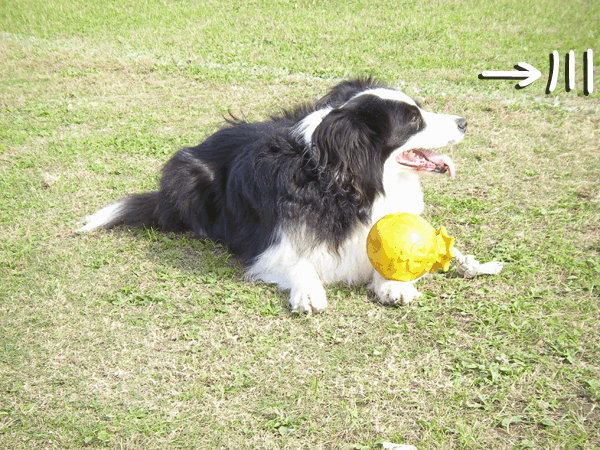 f0114893_1015451.gif