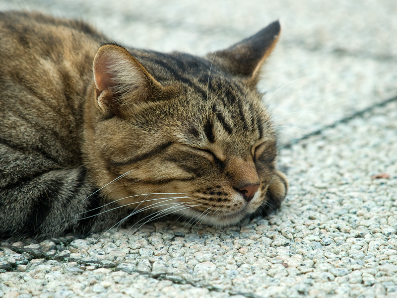広島の猫#293_c0191394_22451515.jpg