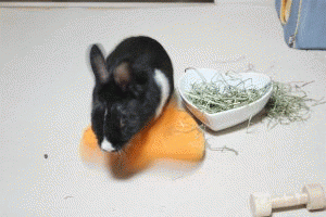 b0038295_2255045.gif